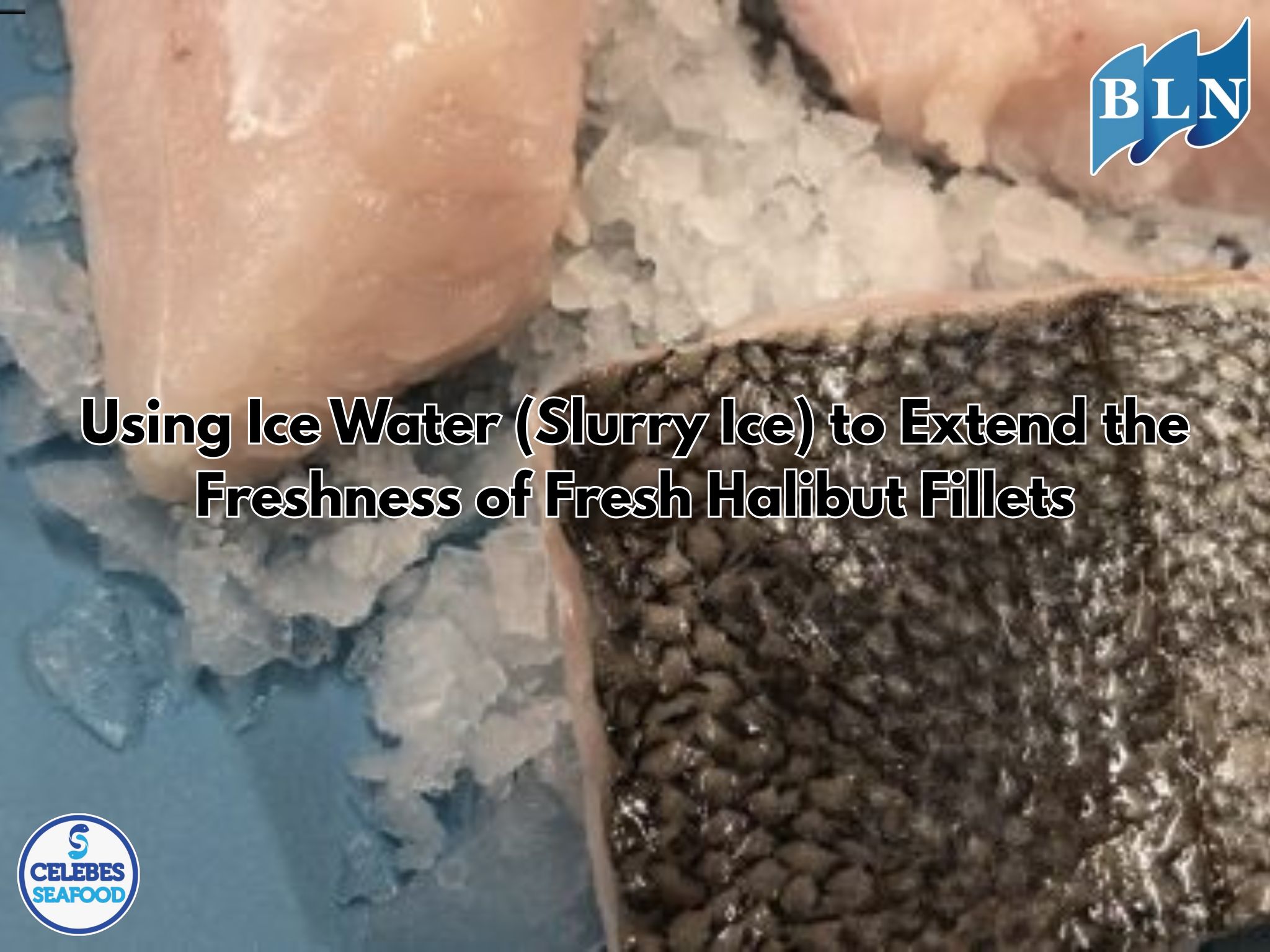 Using Ice Water (Slurry Ice) to Extend the Freshness of Fresh Halibut Fillets